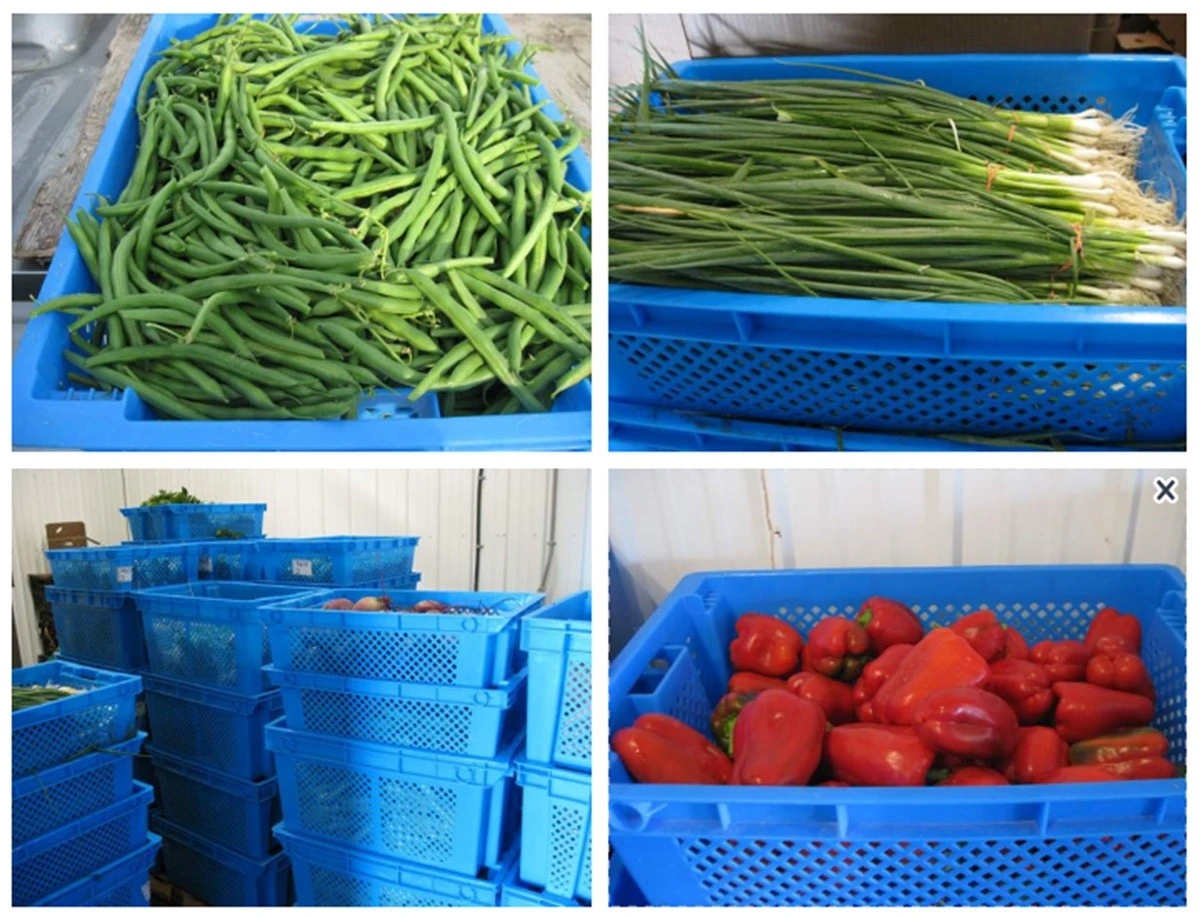 Ventilated plastic crates for agriculture Ventilated plastic crates for agriculture